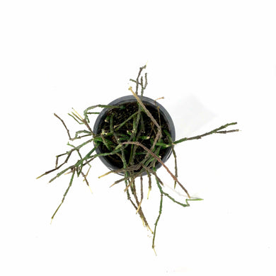Bundle of Sticks, 4in, Cynanchum marnierianum - Floral Acres Greenhouse & Garden Centre