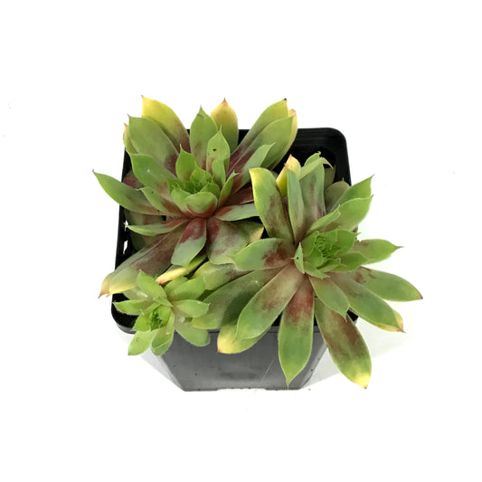 Chick Charms®, 3.5in, Gold Nugget™ Hens & Chicks