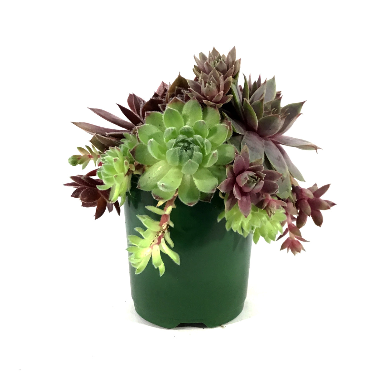 Chick Charms® Trio, Berries & Cream™ Hens & Chicks