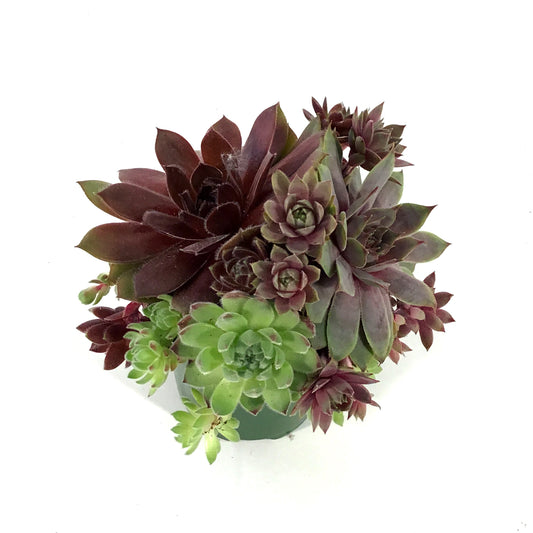 Chick Charms® Trio, Berries & Cream™ Hens & Chicks