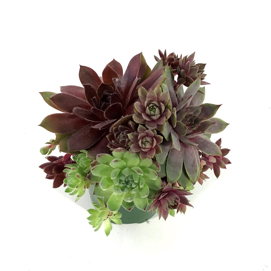 Chick Charms® Trio, Berries & Cream™ Hens & Chicks