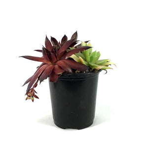 Chick Charms® Trio, Candied Campfire™ Hen & Chicks