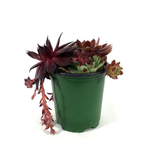Chick Charms® Trio, Cherry Cordial™ Hen & Chicks