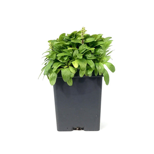Ajuga, 4.5in, Feathered Friends™ Cordial Canary - Floral Acres Greenhouse & Garden Centre