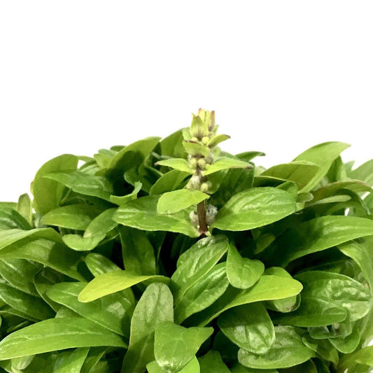 Ajuga, 4.5in, Feathered Friends™ Cordial Canary - Floral Acres Greenhouse & Garden Centre