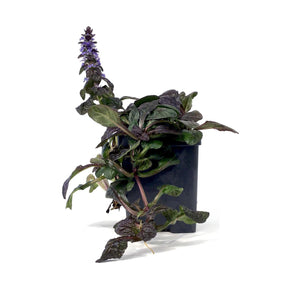 Ajuga, 4.5in, Feathered Friends™ Fierce Falcon - Floral Acres Greenhouse & Garden Centre
