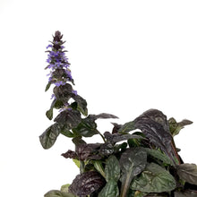 Load image into Gallery viewer, Ajuga, 4.5in, Feathered Friends™ Fierce Falcon - Floral Acres Greenhouse &amp; Garden Centre
