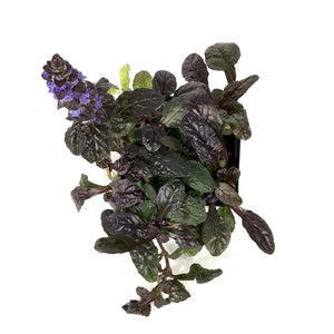 Ajuga, 4.5in, Feathered Friends™ Fierce Falcon - Floral Acres Greenhouse & Garden Centre