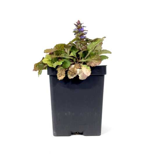 Ajuga, 4.5in, Feathered Friends™ Parrot Paradise - Floral Acres Greenhouse & Garden Centre
