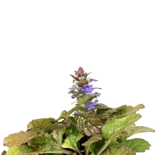 Ajuga, 4.5in, Feathered Friends™ Parrot Paradise - Floral Acres Greenhouse & Garden Centre