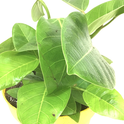 Ficus, 7.5in, Altissima Yellow Gem - Floral Acres Greenhouse & Garden Centre