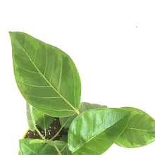 Load image into Gallery viewer, Ficus, 7.5in, Altissima Yellow Gem - Floral Acres Greenhouse &amp; Garden Centre

