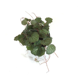 Begonia, 4in, Strawberry - Floral Acres Greenhouse & Garden Centre