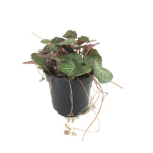 Load image into Gallery viewer, Begonia, 4in, Strawberry - Floral Acres Greenhouse &amp; Garden Centre
