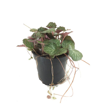Begonia, 4in, Strawberry - Floral Acres Greenhouse & Garden Centre