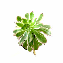 Load image into Gallery viewer, Succulent, 3.5in, Aeonium Luteovariegatum - Floral Acres Greenhouse &amp; Garden Centre

