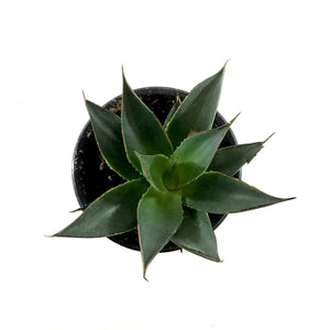 Succulent, 3.5in, Agave Shaka Zulu - Floral Acres Greenhouse & Garden Centre