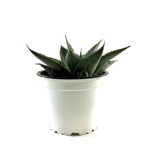 Load image into Gallery viewer, Succulent, 3.5in, Agave Shaka Zulu - Floral Acres Greenhouse &amp; Garden Centre
