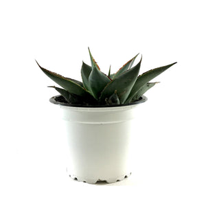 Succulent, 3.5in, Agave Shaka Zulu - Floral Acres Greenhouse & Garden Centre