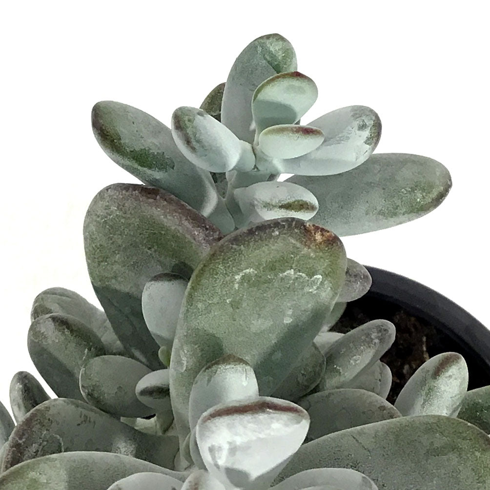 Succulent, 3.5in, Cotyledon Orbiculata Higginsii