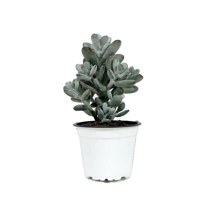 Succulent, 3.5in, Cotyledon Orbiculata Higginsii