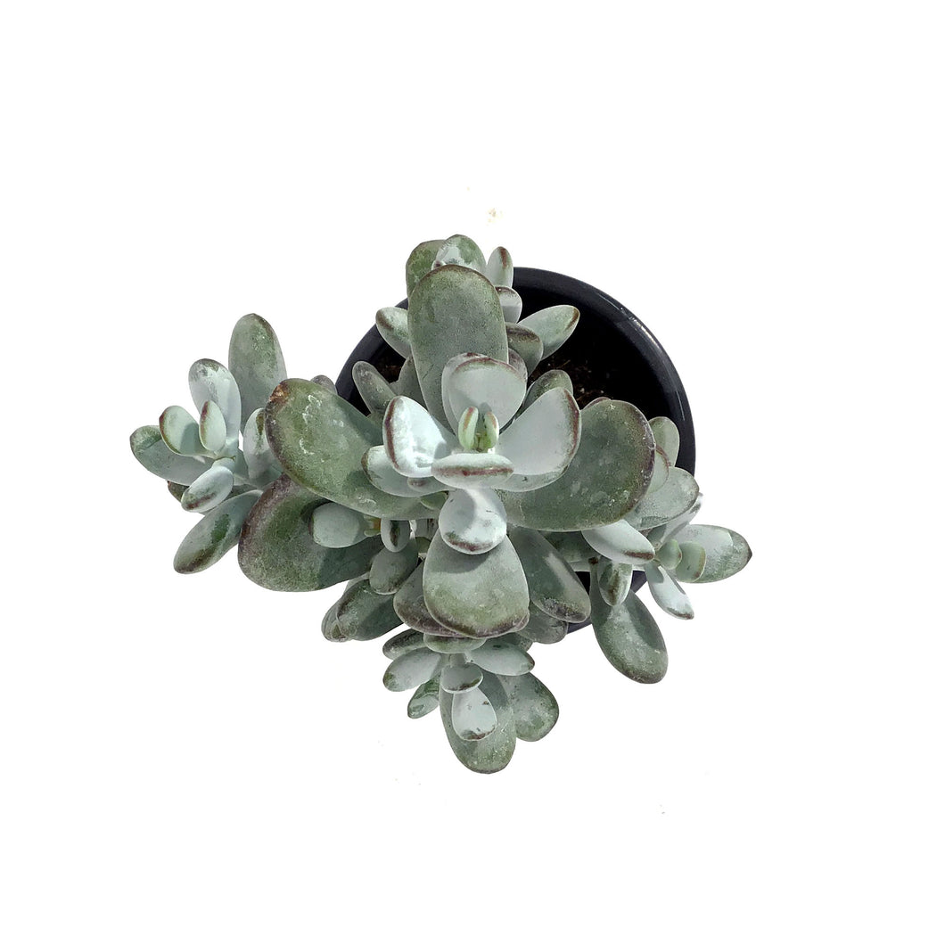 Succulent, 3.5in, Cotyledon Orbiculata Higginsii