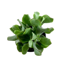 Load image into Gallery viewer, Succulent, 3.5in, Crassula Curly Green - Floral Acres Greenhouse &amp; Garden Centre
