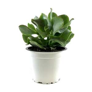 Succulent, 3.5in, Crassula Curly Green - Floral Acres Greenhouse & Garden Centre