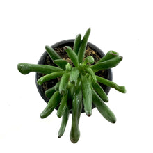Load image into Gallery viewer, Succulent, 3.5in, Crassula Hobbit - Floral Acres Greenhouse &amp; Garden Centre
