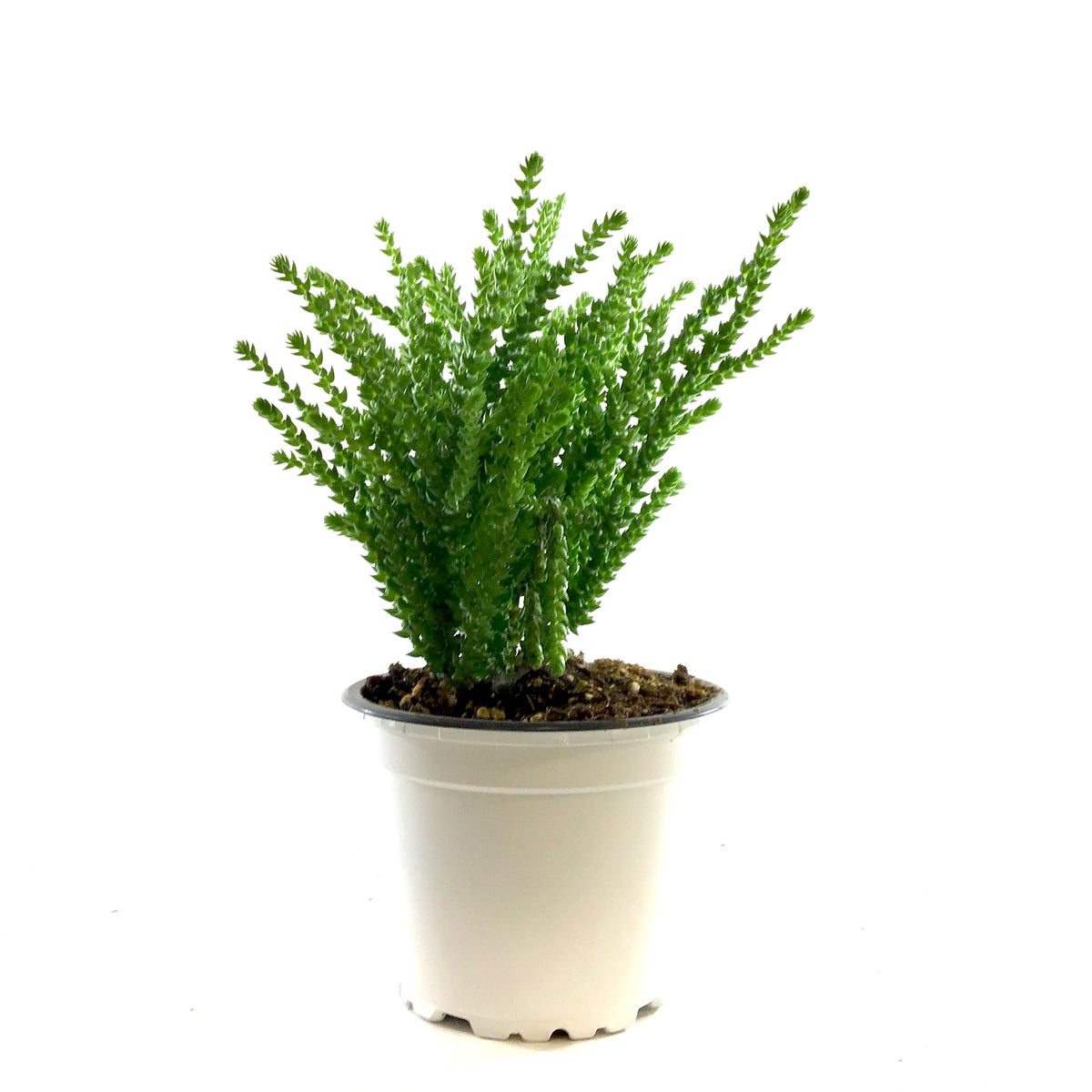 Succulent, 3.5in, Crassula Princess Pine - Floral Acres Greenhouse & Garden Centre