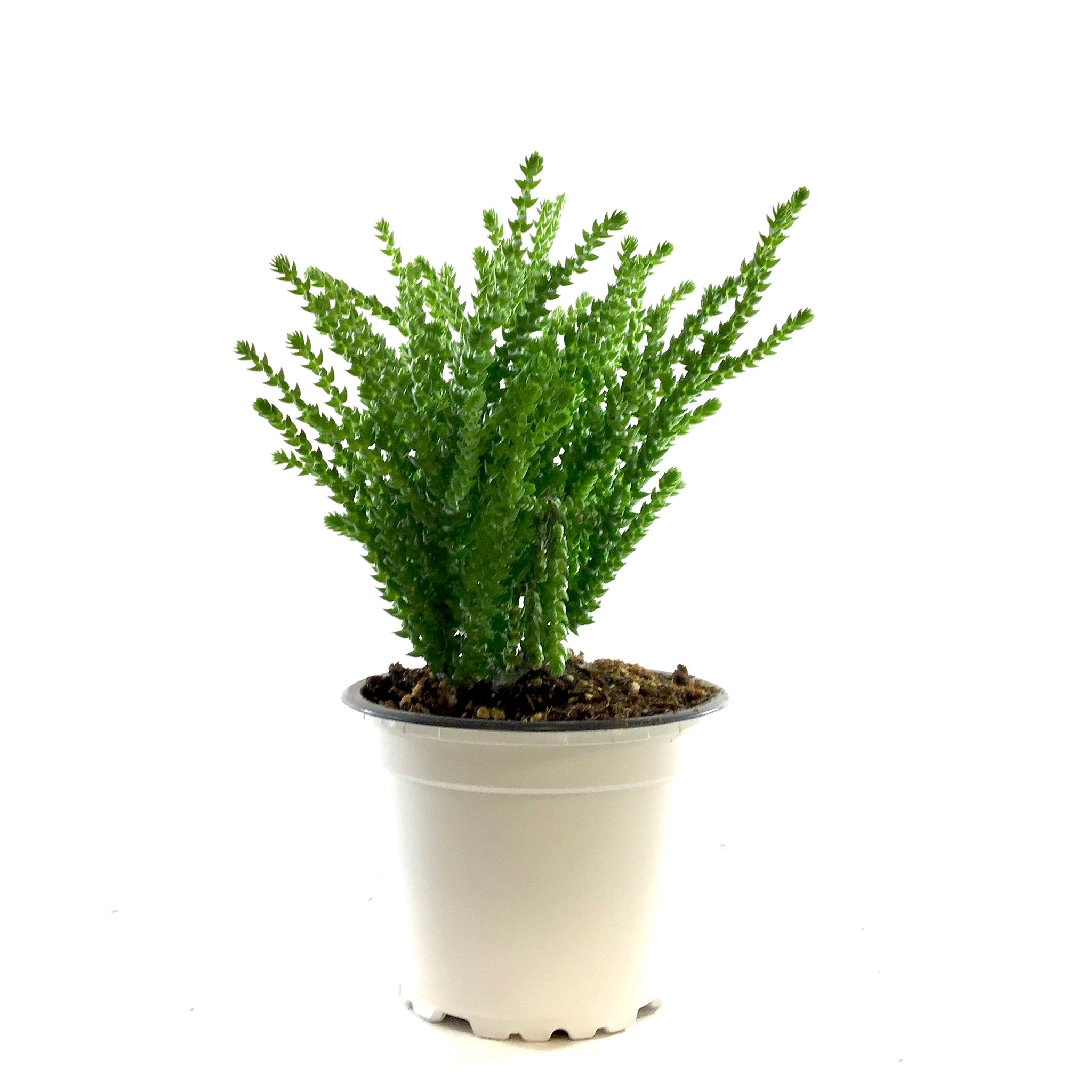 succulent princess pine Succulent, 3.5in, Crassula Princess Pine