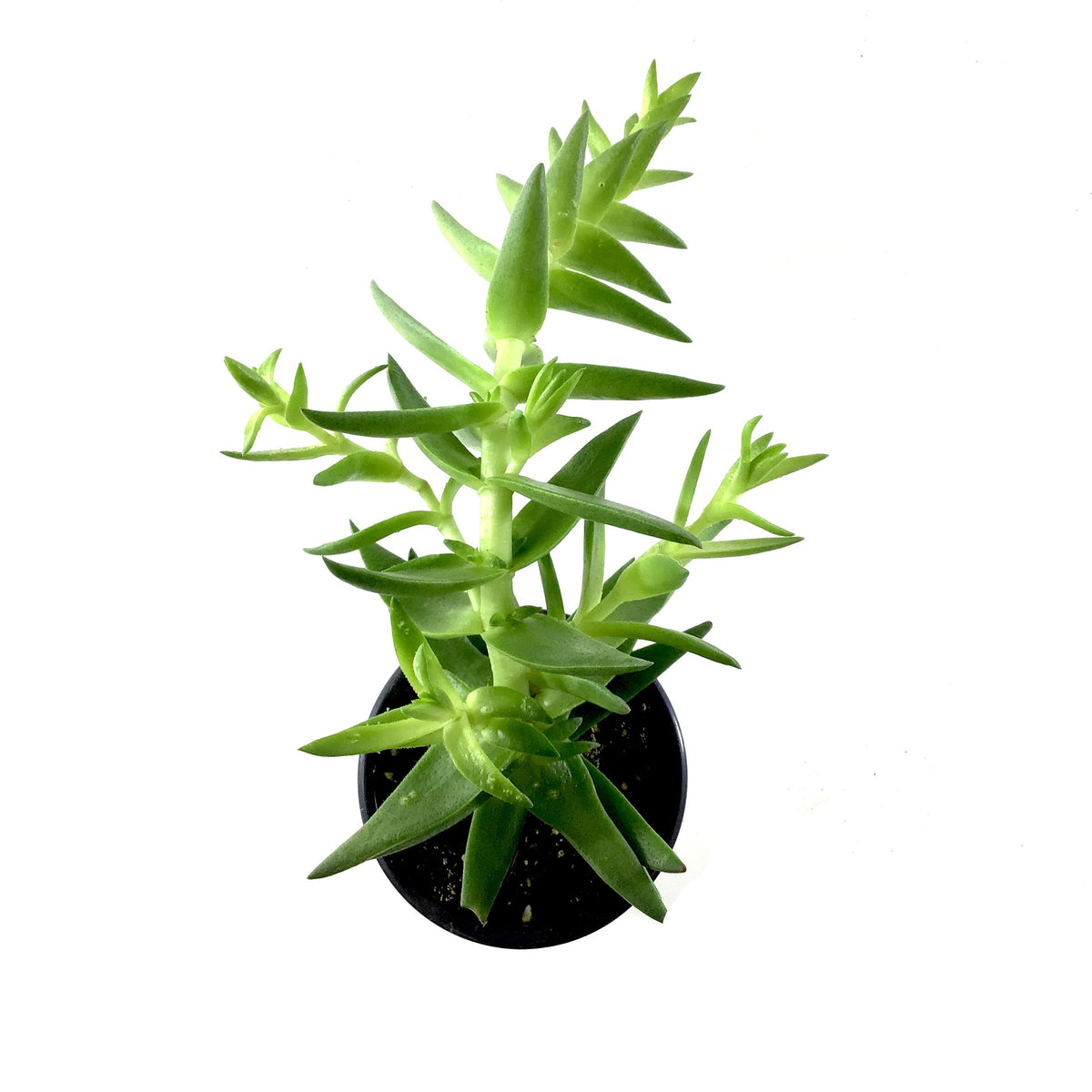 Succulent, 3.5in, Crassula Shark's Tooth - Floral Acres Greenhouse & Garden Centre