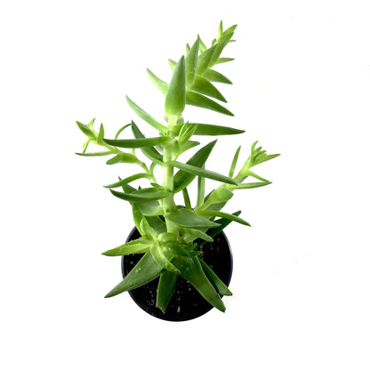 Succulent, 3.5in, Crassula Shark's Tooth - Floral Acres Greenhouse & Garden Centre