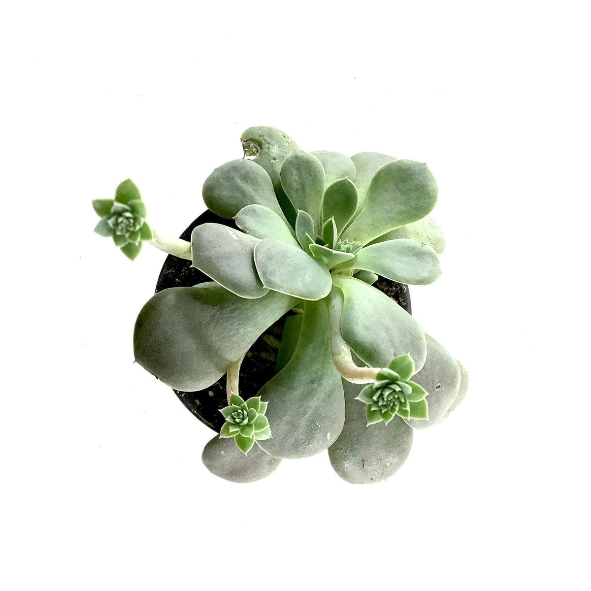 Succulent, 3.5in, Echeveria Diffractens - Floral Acres Greenhouse & Garden Centre