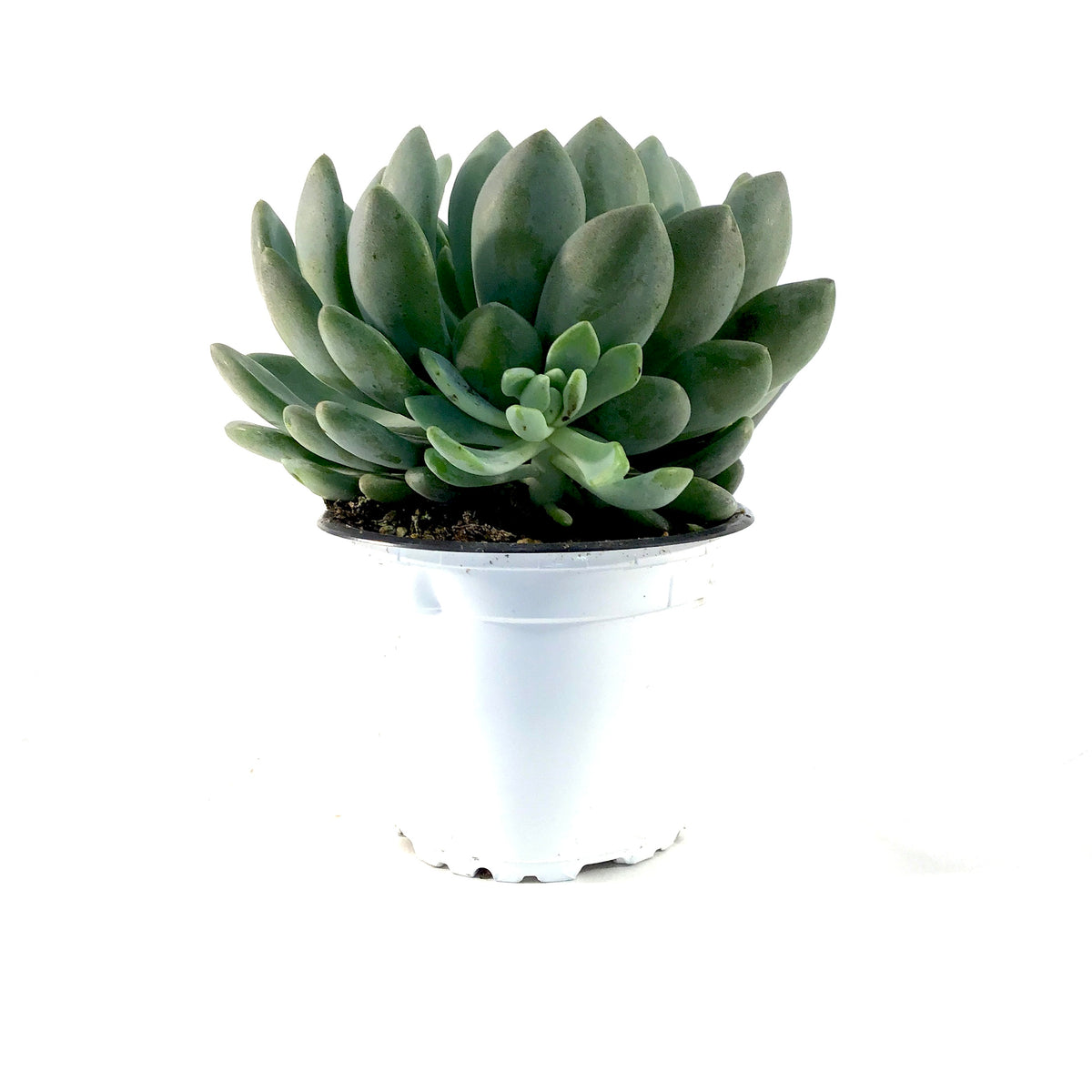 Succulent, 3.5in, Echeveria Grey Red - Floral Acres Greenhouse & Garden Centre