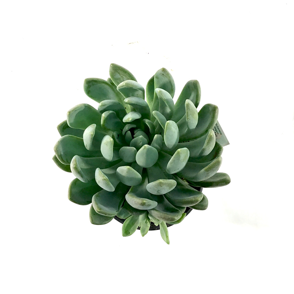 Succulent, 3.5in, Echeveria Grey Red - Floral Acres Greenhouse & Garden Centre