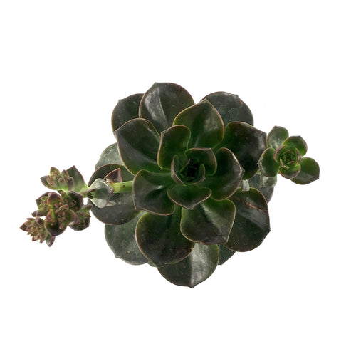 Succulent, 3.5in, Echeveria Melaco - Floral Acres Greenhouse & Garden Centre