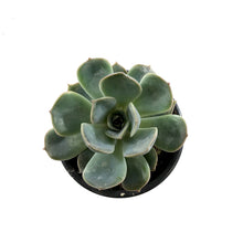 Load image into Gallery viewer, Succulent, 3.5in, Echeveria Menina - Floral Acres Greenhouse &amp; Garden Centre
