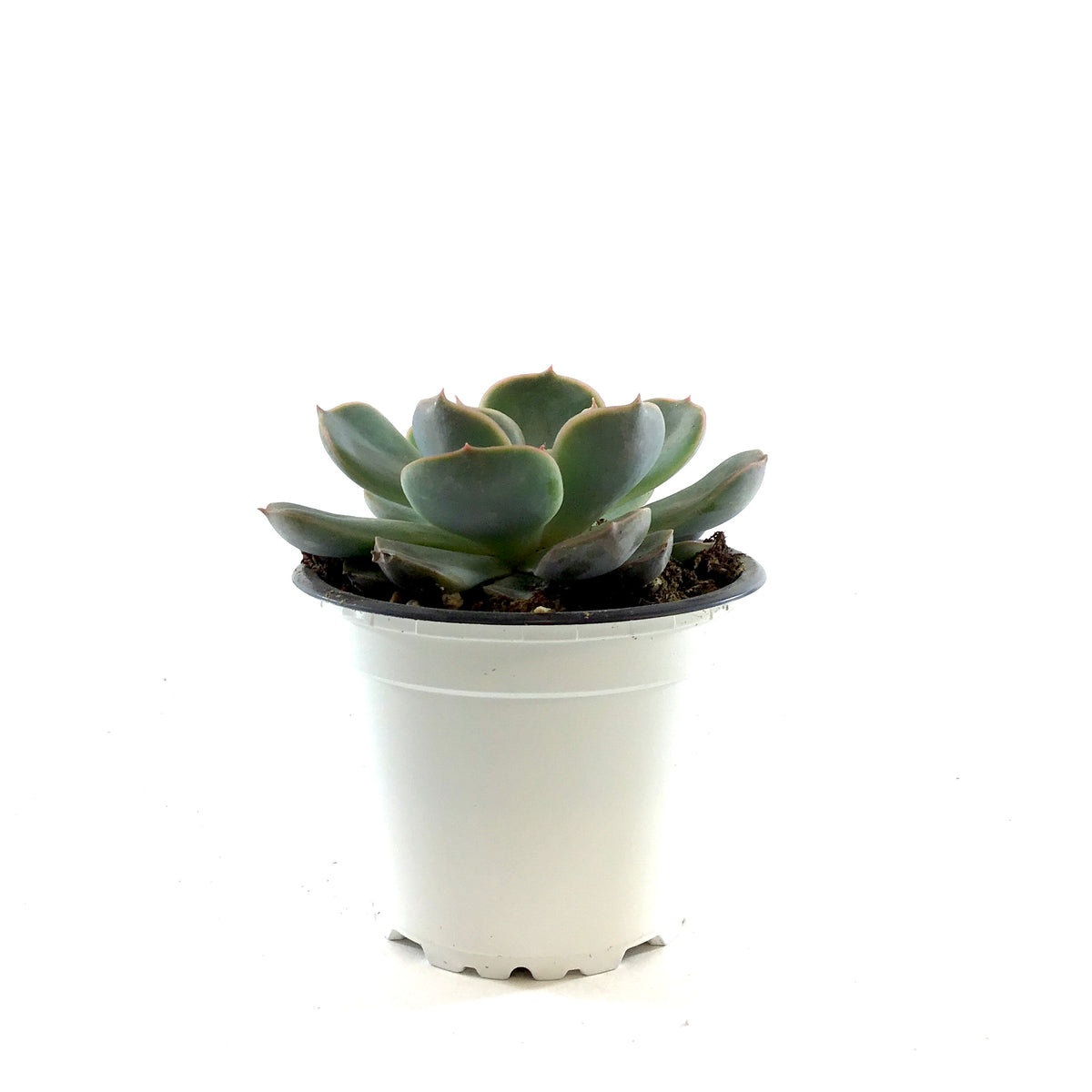 Succulent, 3.5in, Echeveria Menina - Floral Acres Greenhouse & Garden Centre