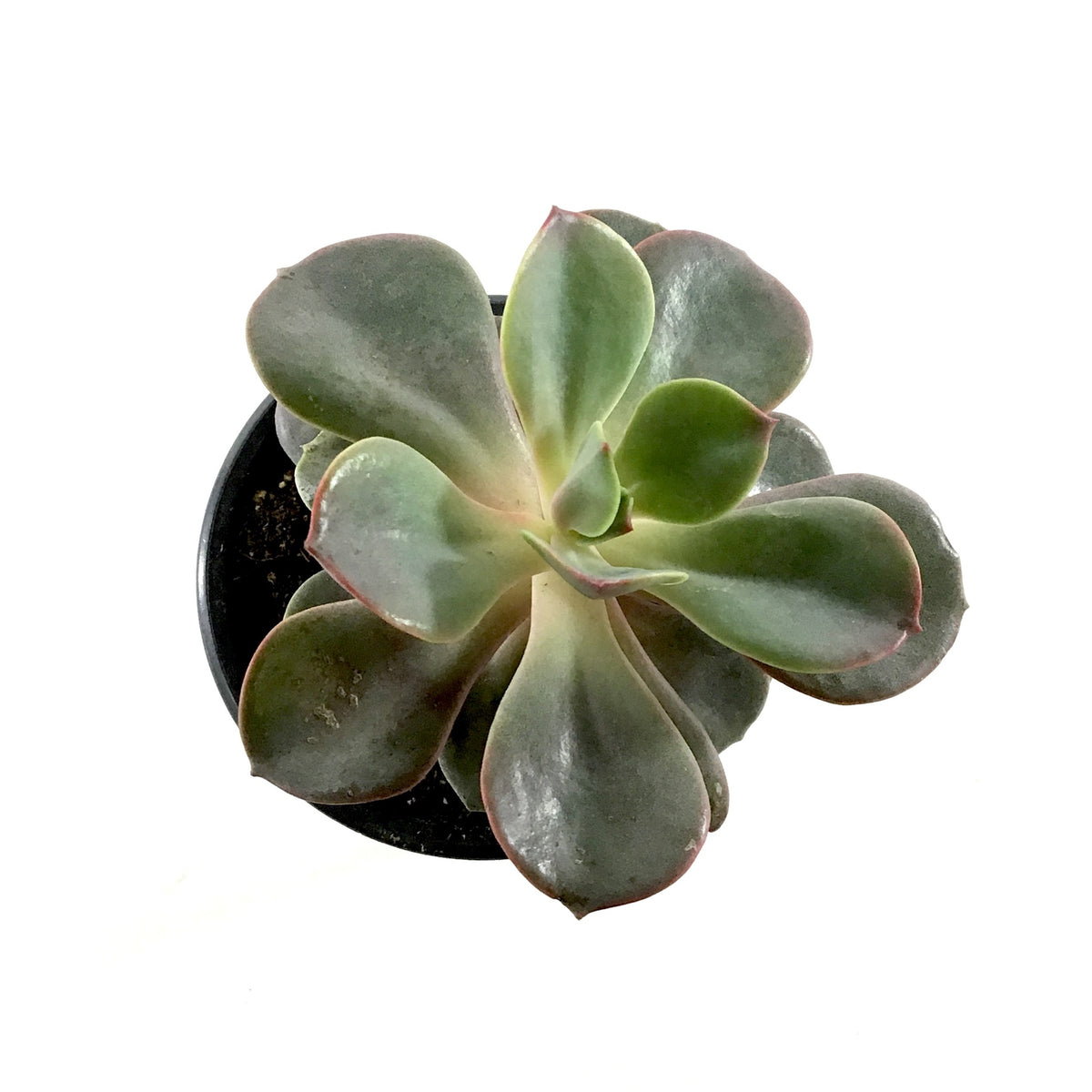Succulent, 3.5in, Echeveria Red Sky - Floral Acres Greenhouse & Garden Centre