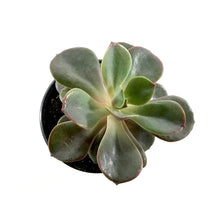 Load image into Gallery viewer, Succulent, 3.5in, Echeveria Red Sky - Floral Acres Greenhouse &amp; Garden Centre
