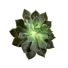 Load image into Gallery viewer, Succulent, 3.5in, Echeveria Rejoice - Floral Acres Greenhouse &amp; Garden Centre
