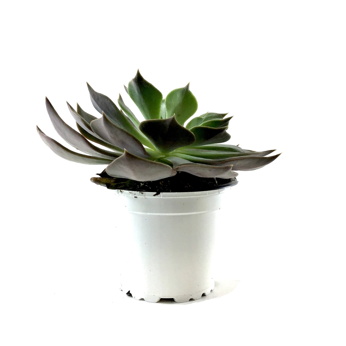 Succulent, 3.5in, Echeveria Rejoice - Floral Acres Greenhouse & Garden Centre