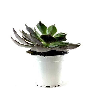 Succulent, 3.5in, Echeveria Rejoice - Floral Acres Greenhouse & Garden Centre