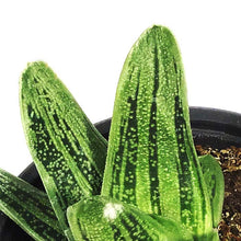 Load image into Gallery viewer, Succulent, 3.5in, Gasteria Little Warty
