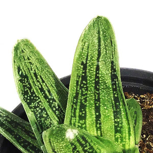 Succulent, 3.5in, Gasteria Little Warty