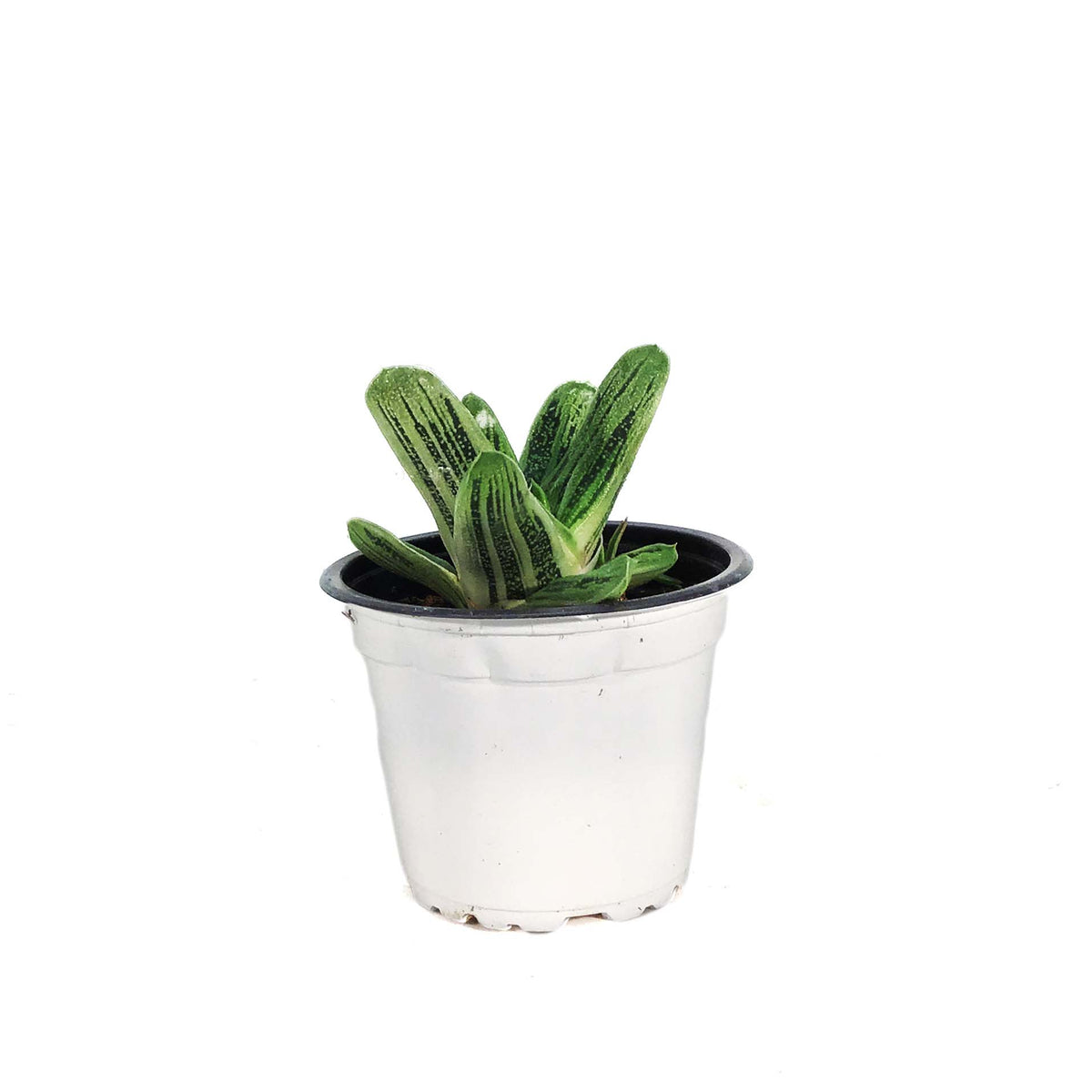 Succulent, 3.5in, Gasteria Little Warty