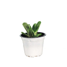 Load image into Gallery viewer, Succulent, 3.5in, Gasteria Little Warty
