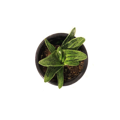 Succulent, 3.5in, Gasteria Little Warty