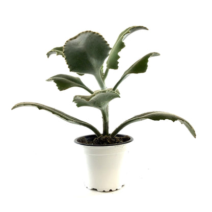 Succulent, 3.5in, Kalanchoe Beharensis Variegated - Floral Acres Greenhouse & Garden Centre